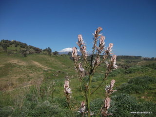 Sieli